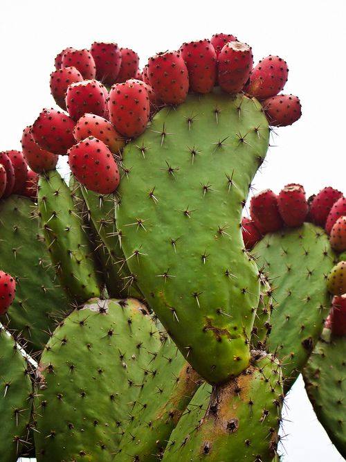 Prickly Pear Cultivation